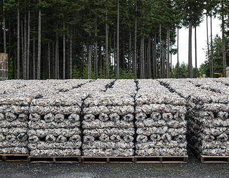 stacks-of-shellfish-on-pallets.jpg